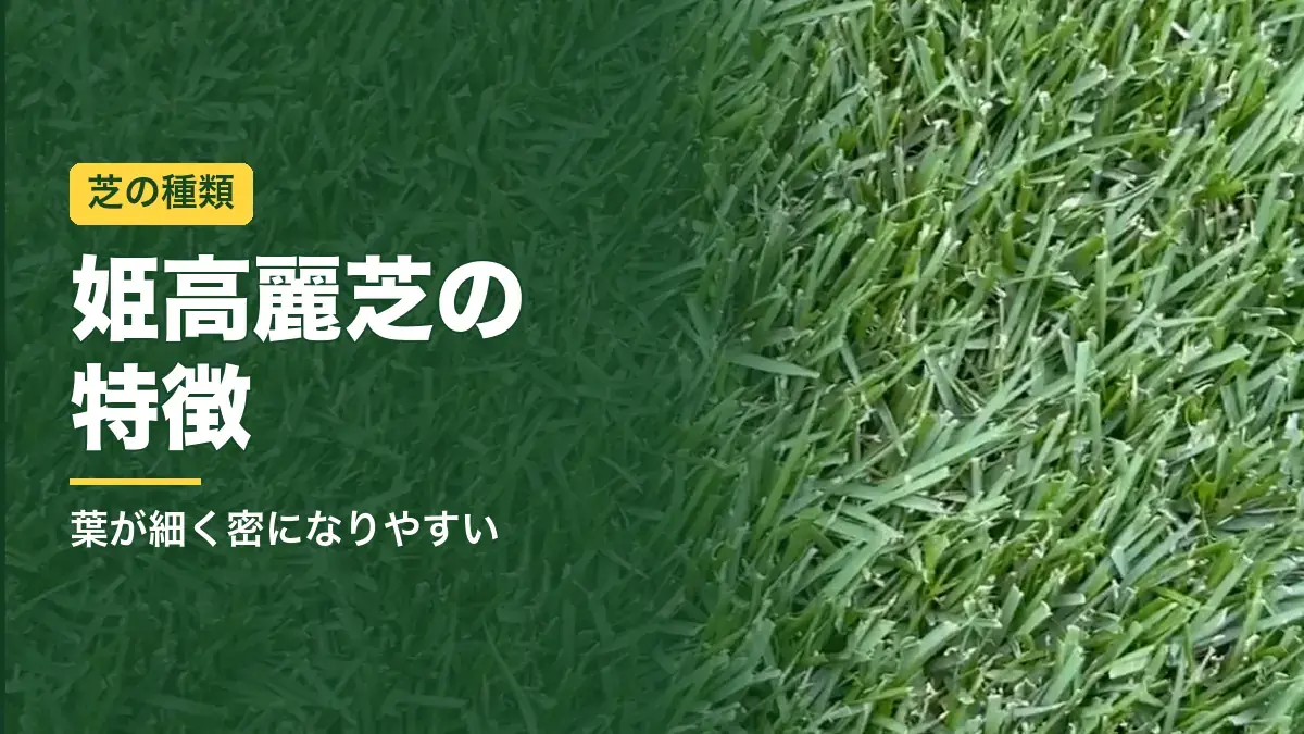 葉が細く密に育った姫高麗芝のアップ
