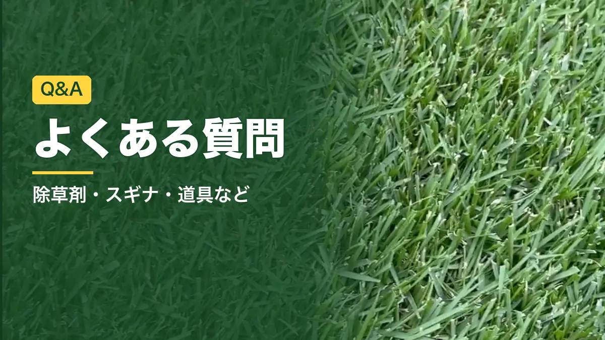 姫高麗芝のアップ。芝生の雑草対策のよくある質問