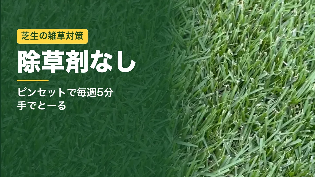 密度の高い姫高麗芝のアップ写真。芝生の雑草対策は除草剤なし、ピンセットで毎週5分